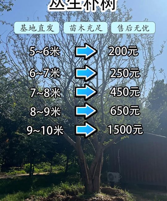 丛生朴树多少钱一棵？2026年最新价格参考及影响因素解析