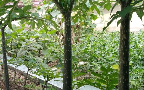 魔芋种植海拔多少合适？选对海拔是稳产的第一步