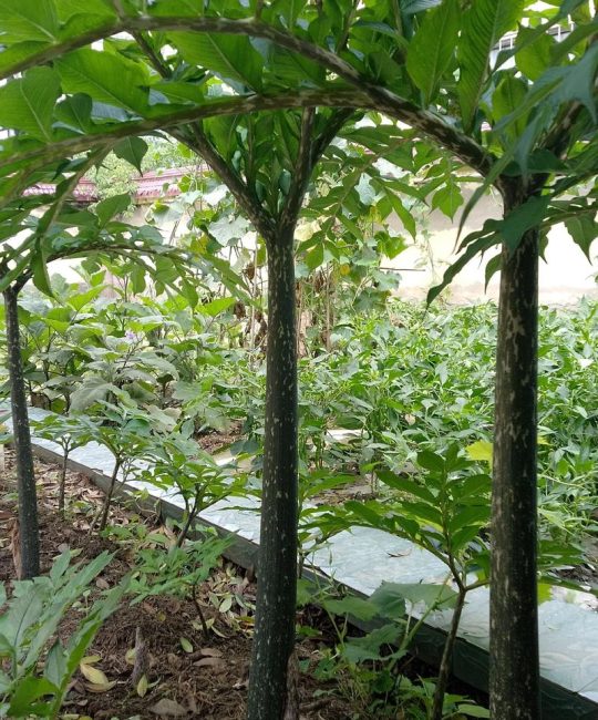 魔芋种植海拔多少合适？选对海拔是稳产的第一步