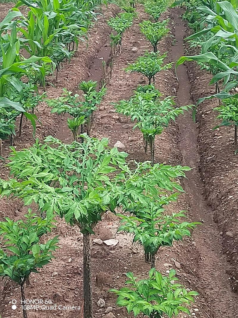 魔芋种植海拔多少合适?选对海拔是稳产的第一步 五、浇定根水