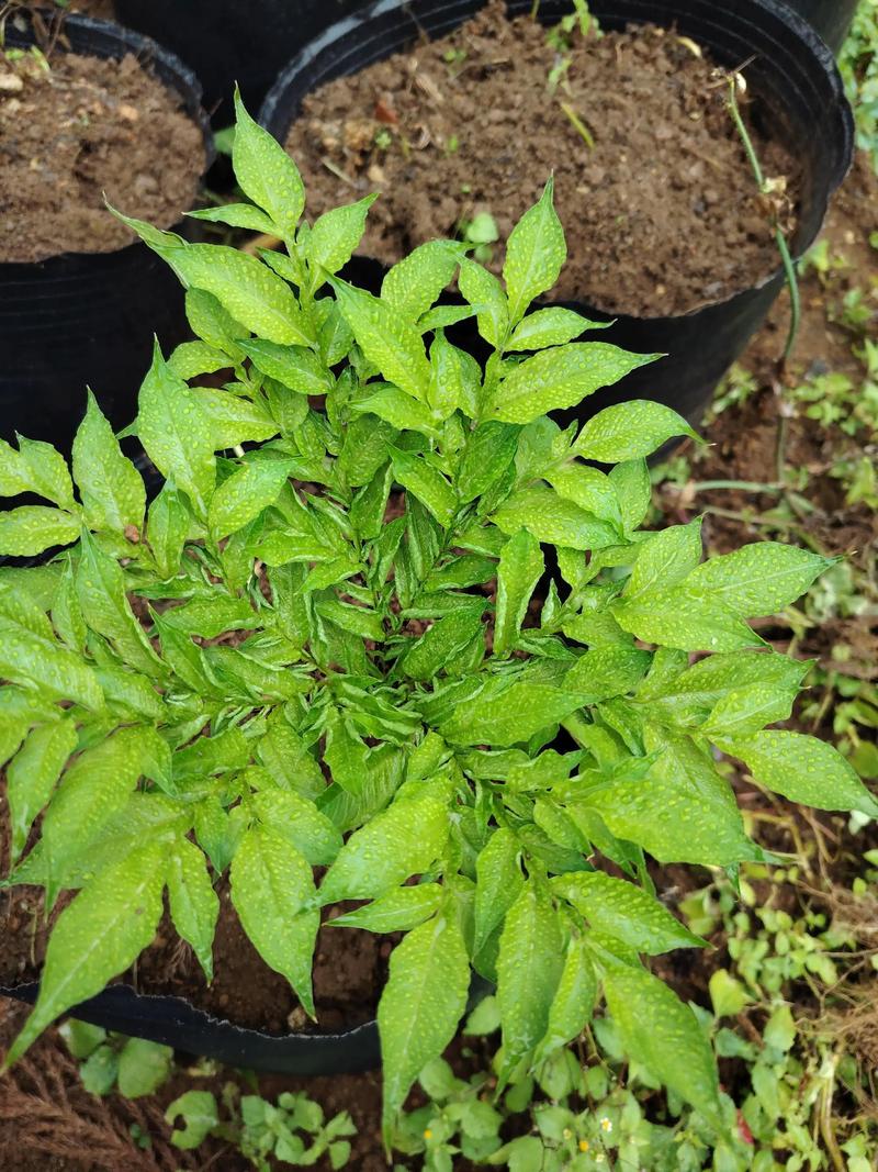 魔芋种植海拔多少合适?选对海拔是稳产的第一步 六、缓苗期管理