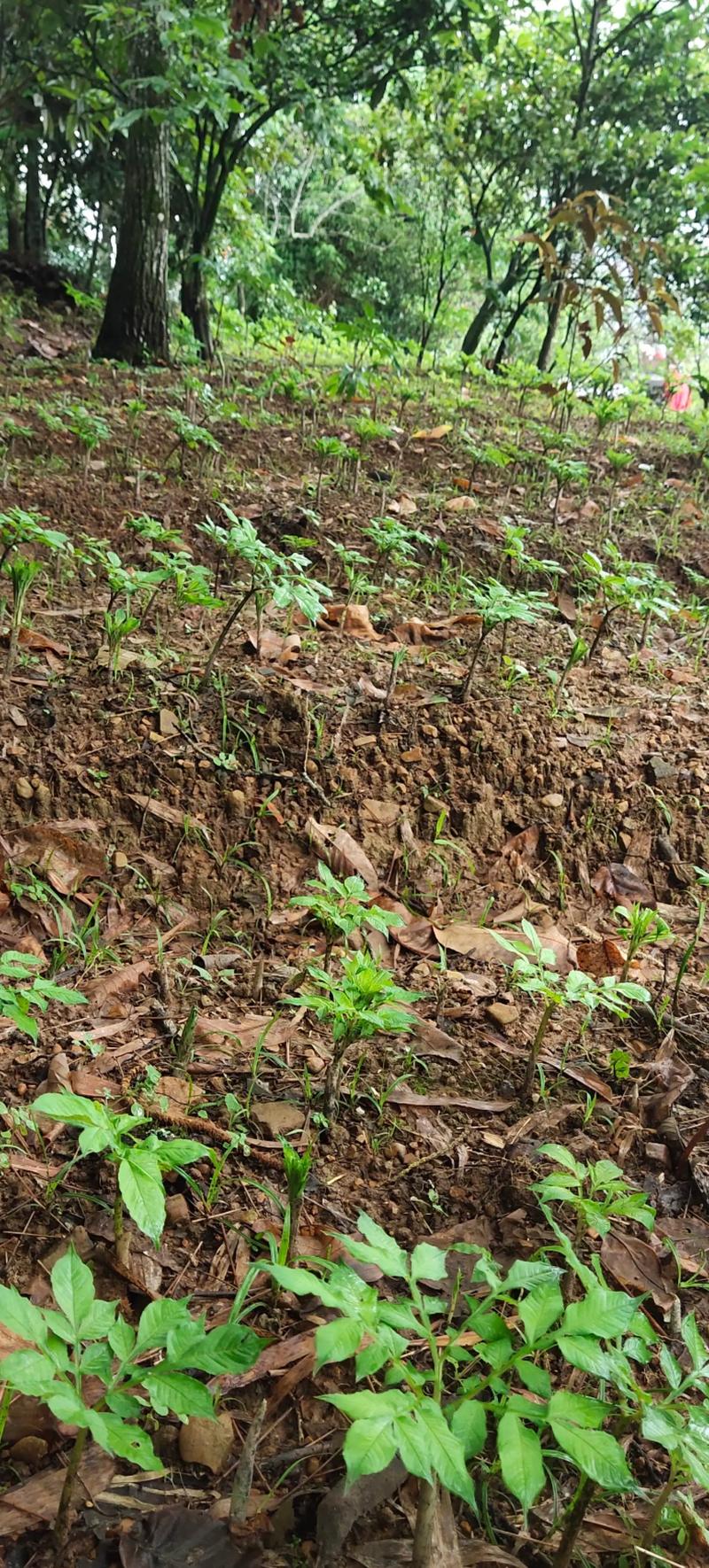 魔芋种植海拔多少合适?选对海拔是稳产的第一步 七、成活后注意事项
