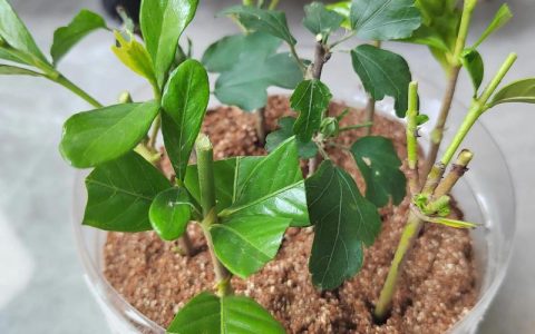 栀子花怎么繁殖？三种方法成活率最高