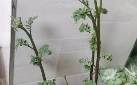 水养土豆怎么种植盆栽？水培土豆保姆级教程