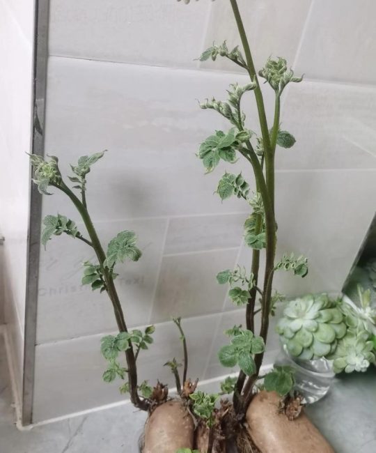 水养土豆怎么种植盆栽？水培土豆保姆级教程