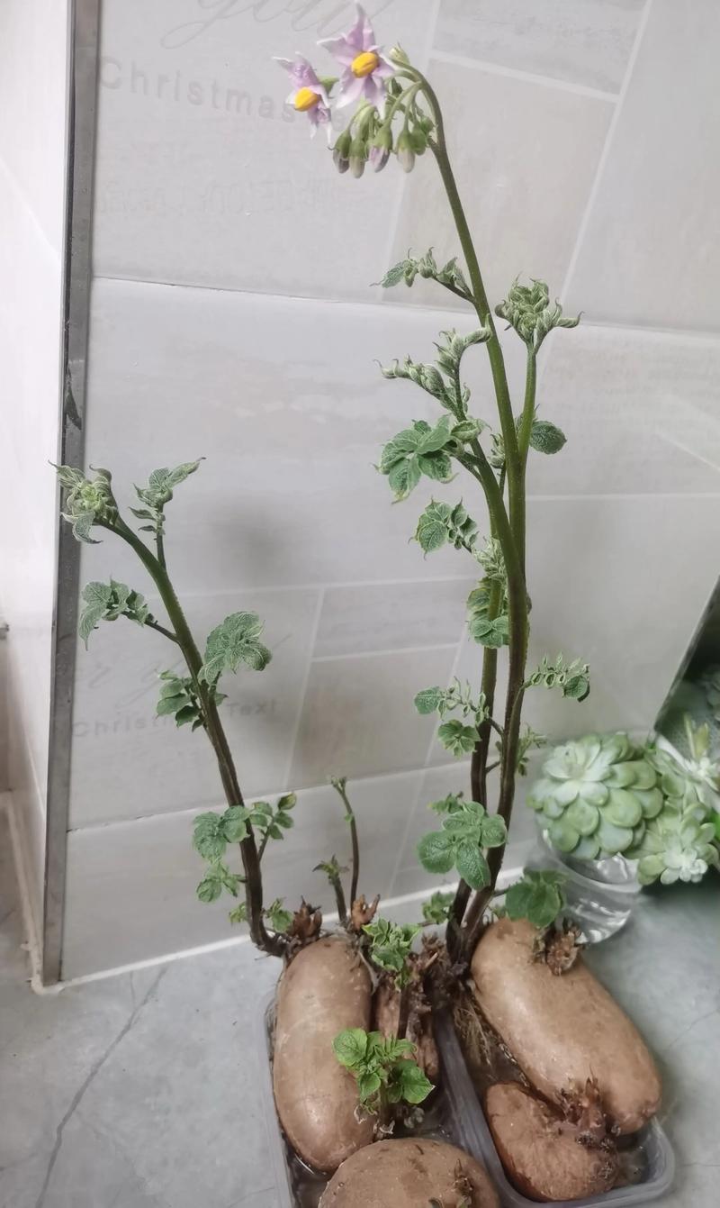 水养土豆怎么种植盆栽?水培土豆保姆级教程 一、适宜时间