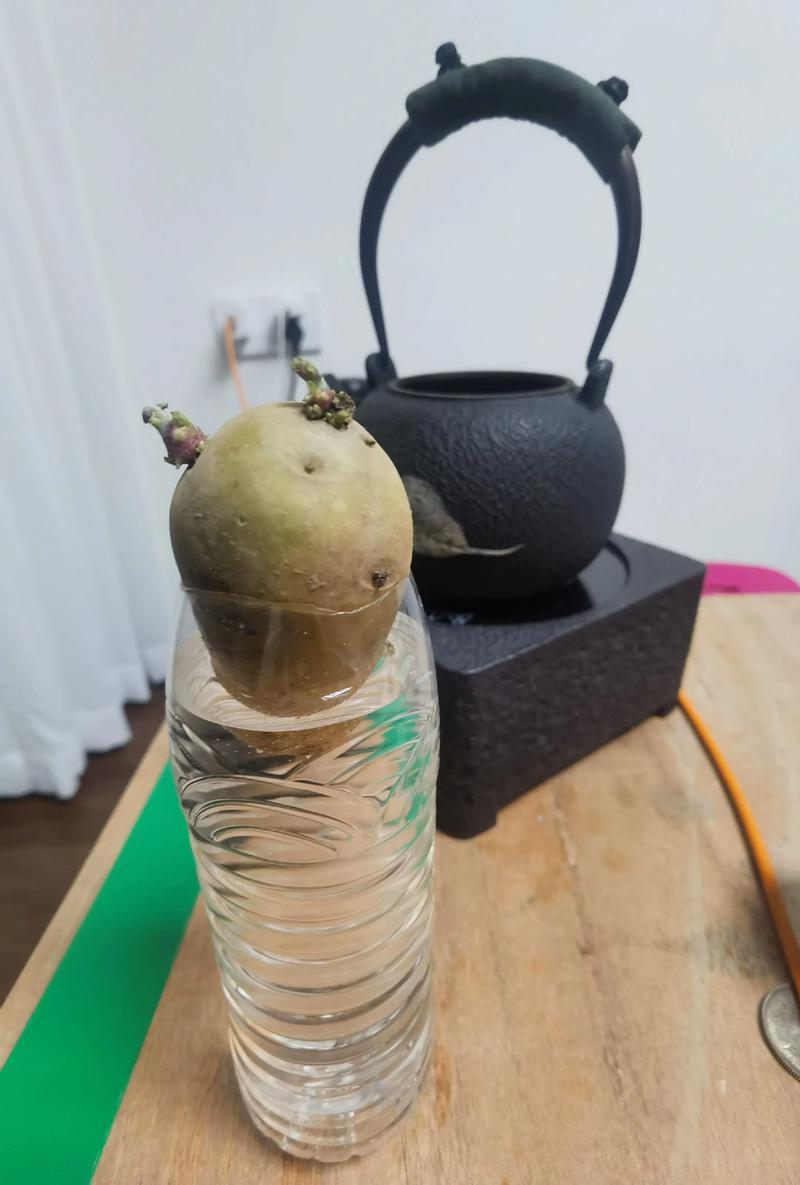 水养土豆怎么种植盆栽?水培土豆保姆级教程 二、水培环境