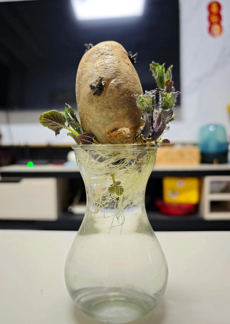 水养土豆怎么种植盆栽?水培土豆保姆级教程 三、栽前处理