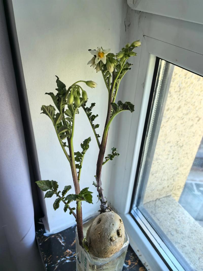 水养土豆怎么种植盆栽?水培土豆保姆级教程 六、缓苗管理