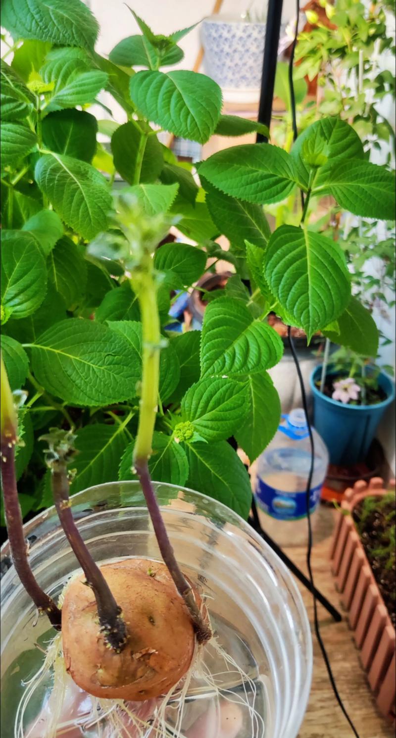 水养土豆怎么种植盆栽?水培土豆保姆级教程 五、定根水(初次加水)