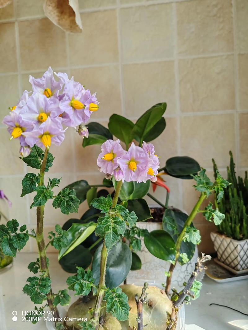 水养土豆怎么种植盆栽?水培土豆保姆级教程 七、成活注意事项