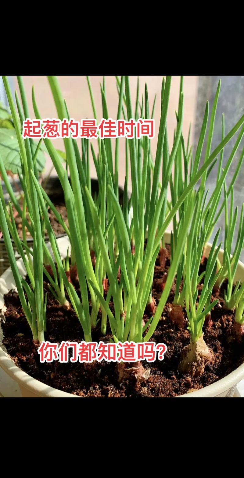 什么时间种大葱?——掌握最佳播种期,轻松种出高产大葱 二、不同季节的种植窗口
