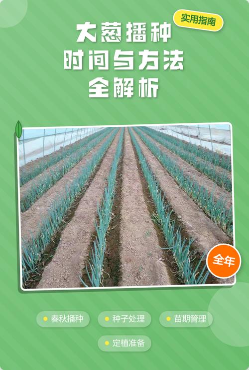 什么时间种大葱?——掌握最佳播种期,轻松种出高产大葱 四、播种与定植实操指南