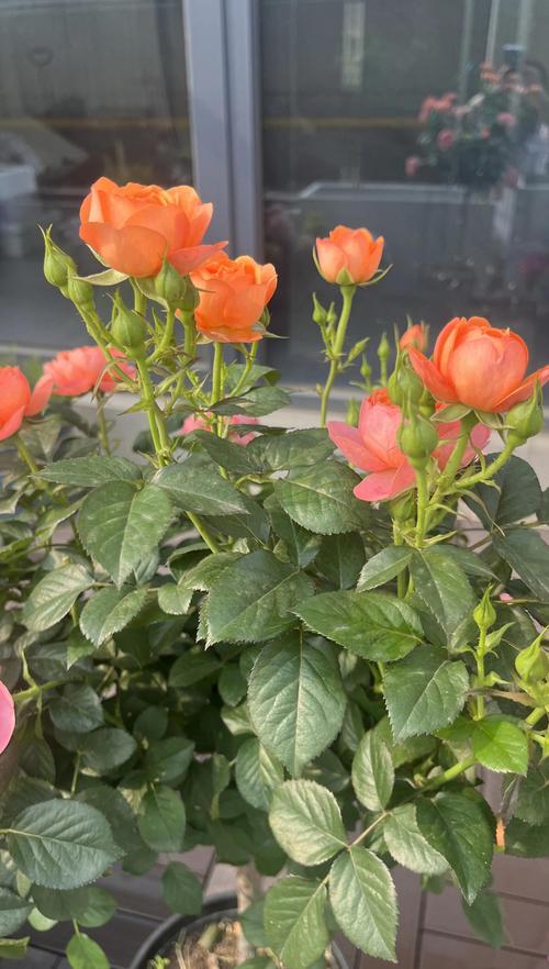 高杆月季用什么肥料?专家教你四季施肥方案,花大色艳不伤根 施肥:全年促花壮株的核心,分阶段精准供给
