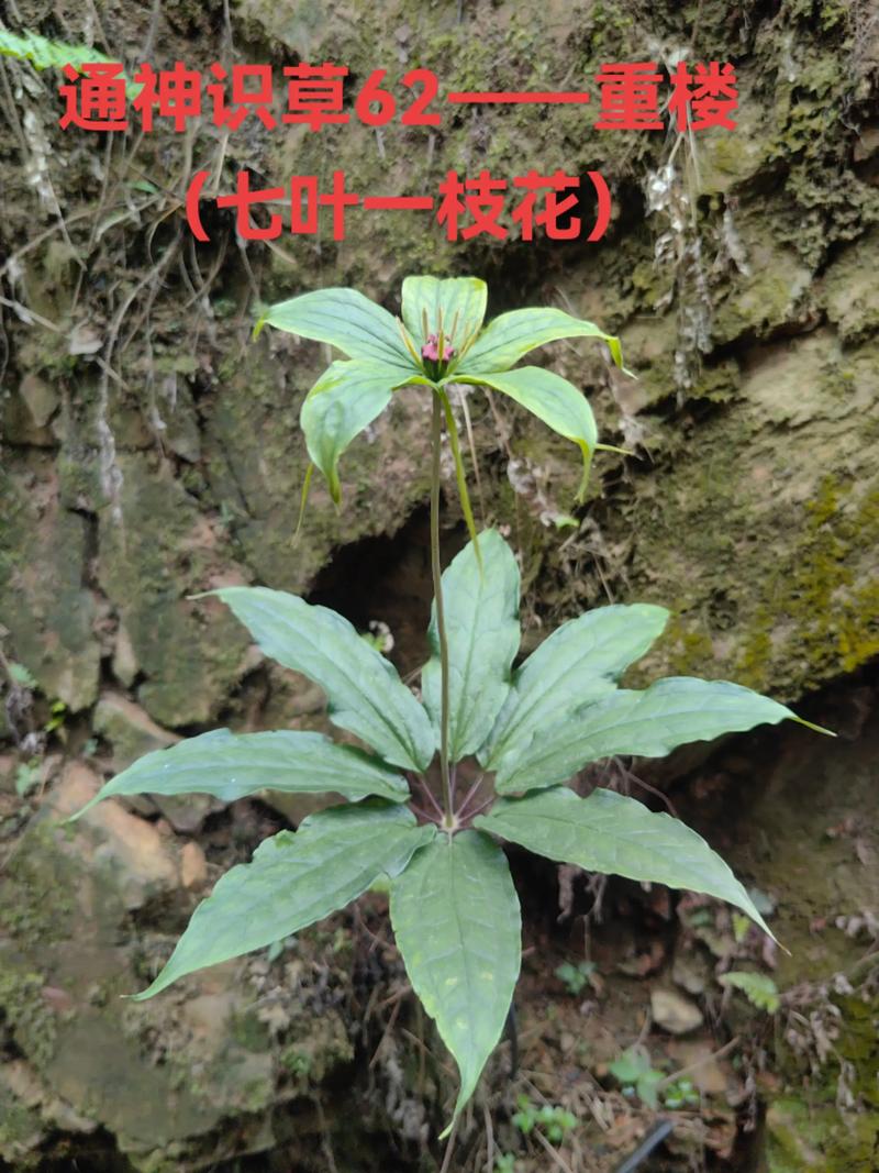 重楼七叶一枝花什么意思?从名字到养护一次讲透 园艺价值与生长习性