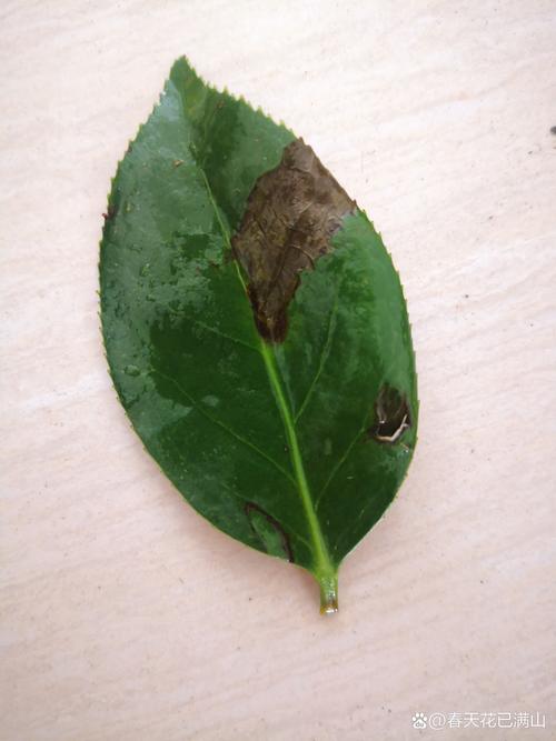 茶花树老掉叶子是怎么回事?常见原因与分步排查指南 分步排查清单