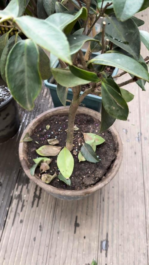 茶花树老掉叶子是怎么回事?常见原因与分步排查指南 处理办法