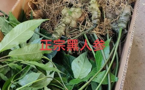前胡种子多少钱一斤？种植前必知的价格与选购指南