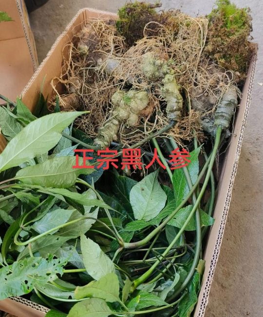 前胡种子多少钱一斤？种植前必知的价格与选购指南