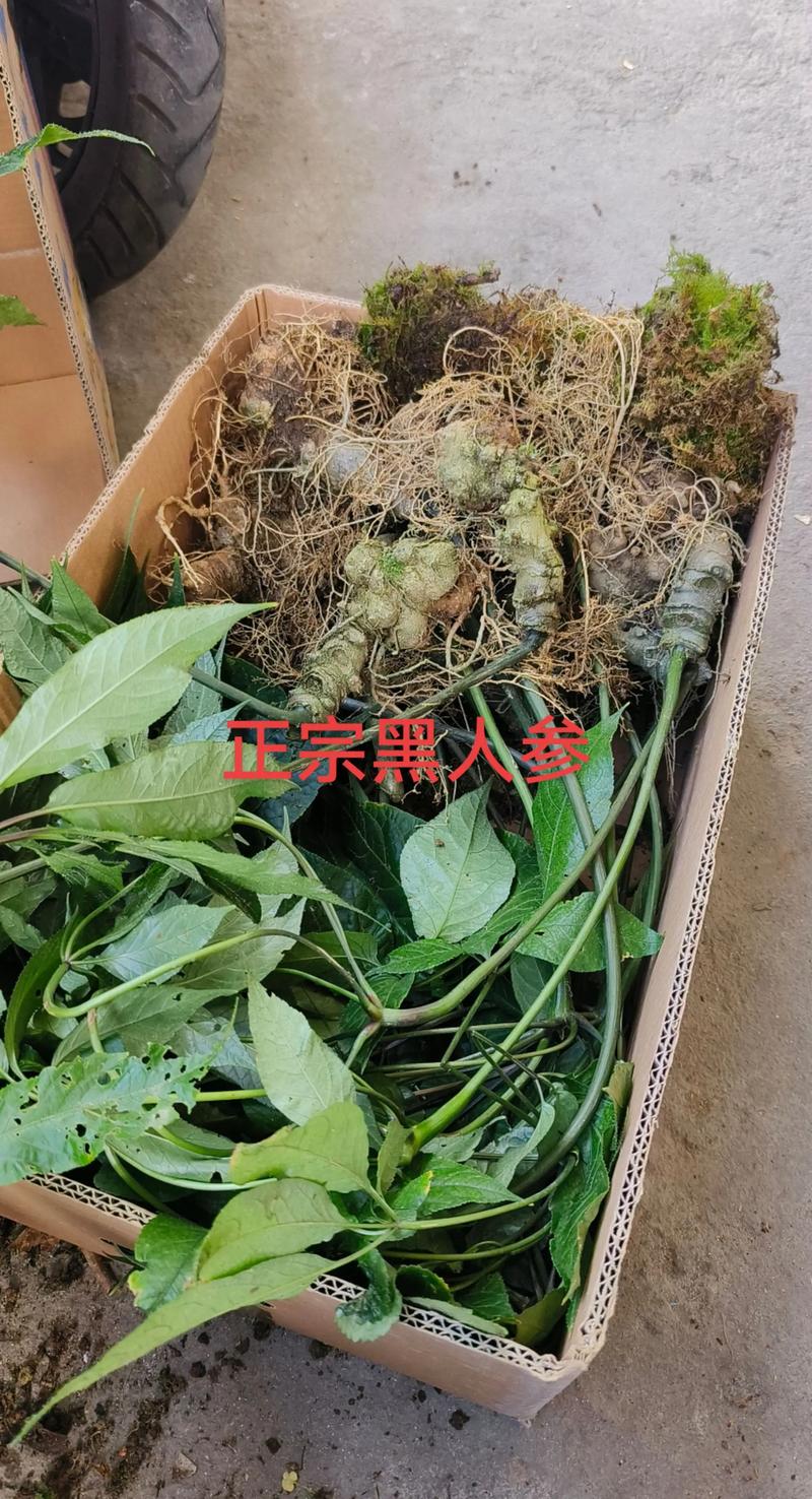 前胡种子多少钱一斤?种植前必知的价格与选购指南 前胡种子多少钱一斤?种植前必知的价格与选购指南