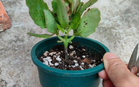 长寿花冬天可以扦插吗？关键技术点与南北实操方案
