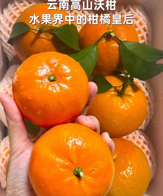沃柑的保存最佳方法：延长货架期的全流程技术指南