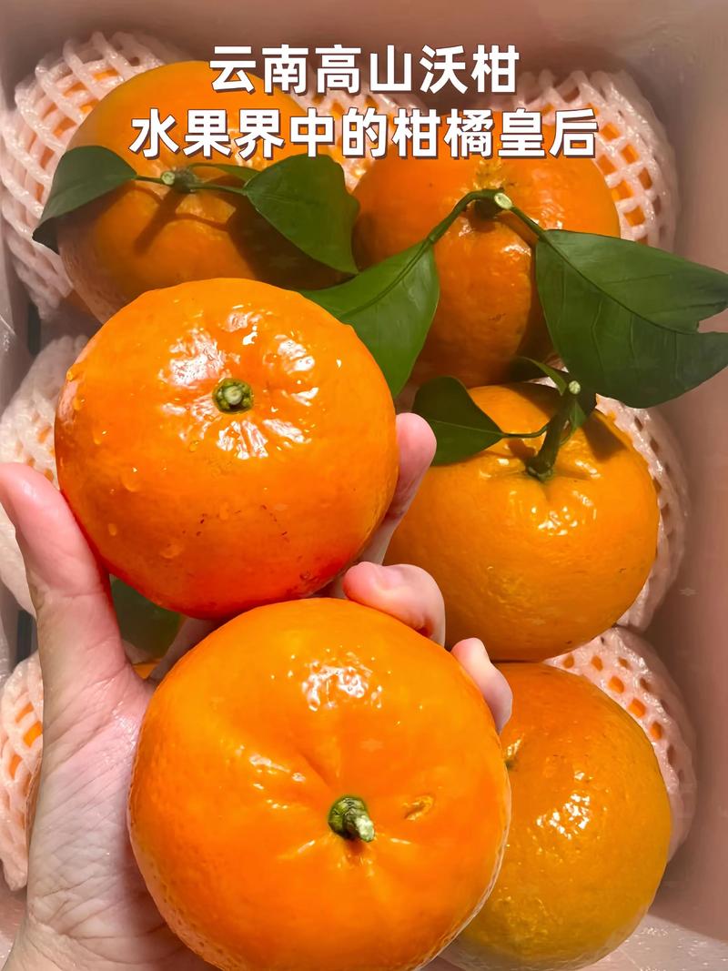 沃柑的保存最佳方法:延长货架期的全流程技术指南 沃柑的保存最佳方法:延长货架期的全流程技术指南