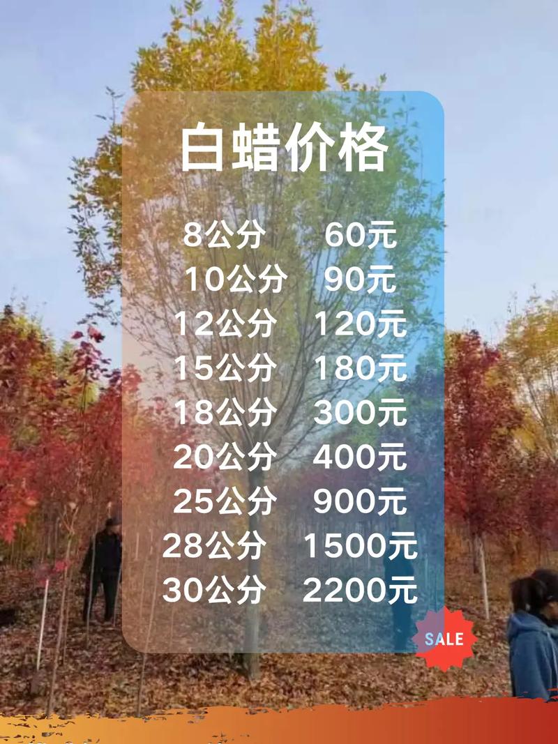 白蜡树价格指南:2026年市场参考区间与影响因素全解析 数量决定批发折扣