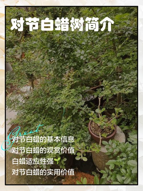 白蜡树价格指南:2026年市场参考区间与影响因素全解析 咨询指南:获取您的专属报价