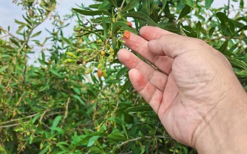 坟头上长了野生枸杞树好不好？园艺师告诉你真相