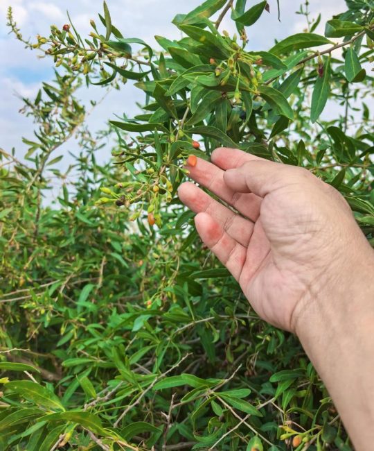 坟头上长了野生枸杞树好不好？园艺师告诉你真相