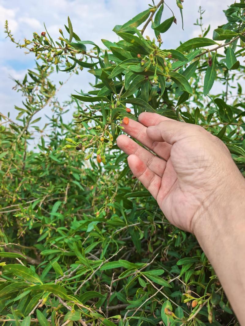 坟头上长了野生枸杞树好不好?园艺师告诉你真相 野生枸杞的生物特性:为何偏爱坟头?