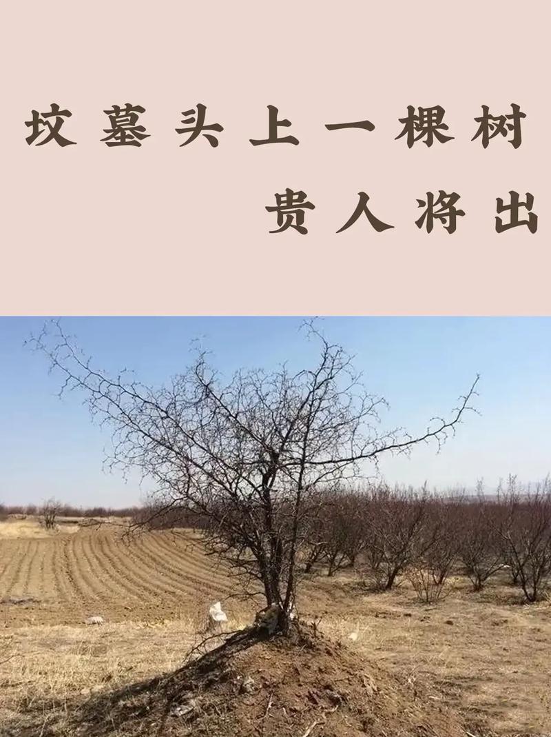 坟头上长了野生枸杞树好不好?园艺师告诉你真相 园艺师的实际建议:如何处理坟头野生枸杞?
