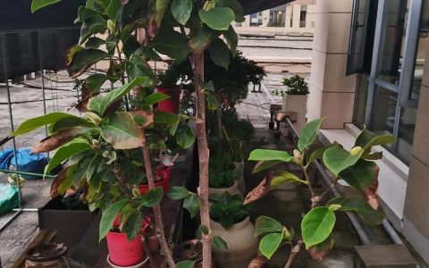 玉兰花叶子发黄怎么回事？家庭园艺专家教你分步排查与防治