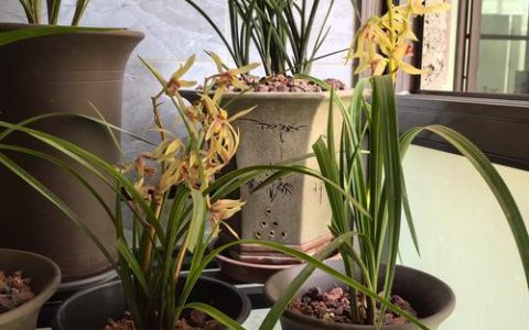兰花最好的三个花盆：紫砂、陶盆与控根盆的深度解析
