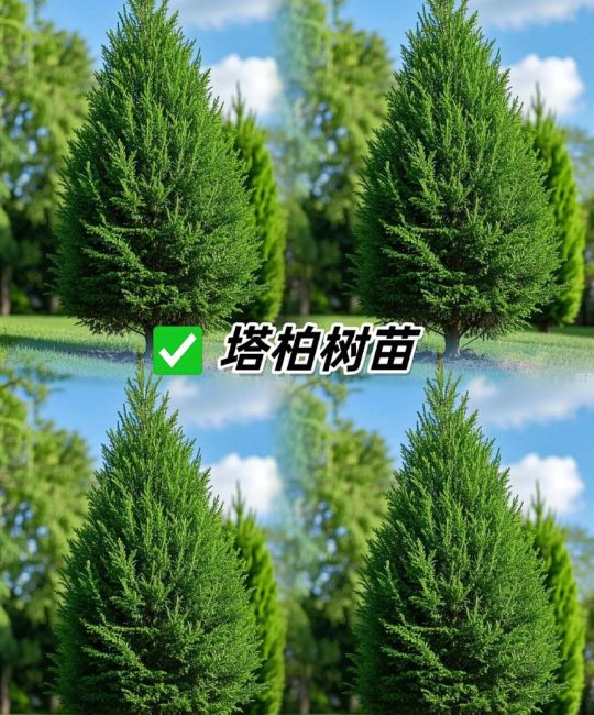 塔柏树苗哪里有？科学采购渠道选择与质量核查指南