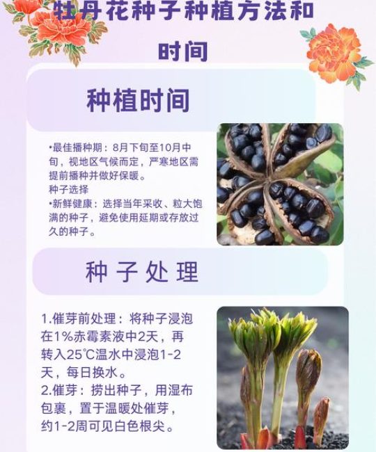 红花怎么留种子？掌握这几点，来年播种不愁