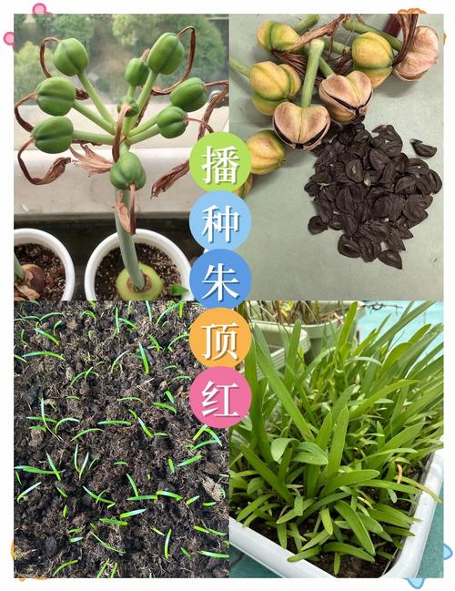 二、正确的采收方法