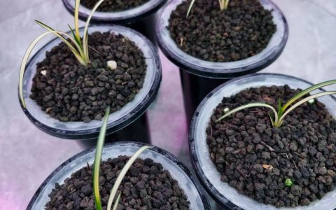 兰花什么时候换盆最好？掌握最佳时机，让兰根茁壮、花开繁盛