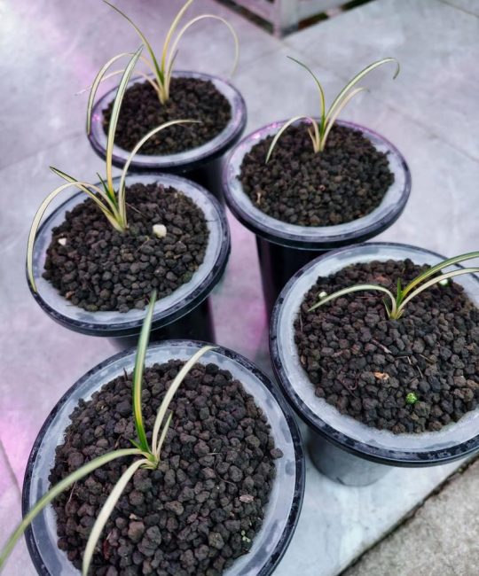 兰花什么时候换盆最好？掌握最佳时机，让兰根茁壮、花开繁盛