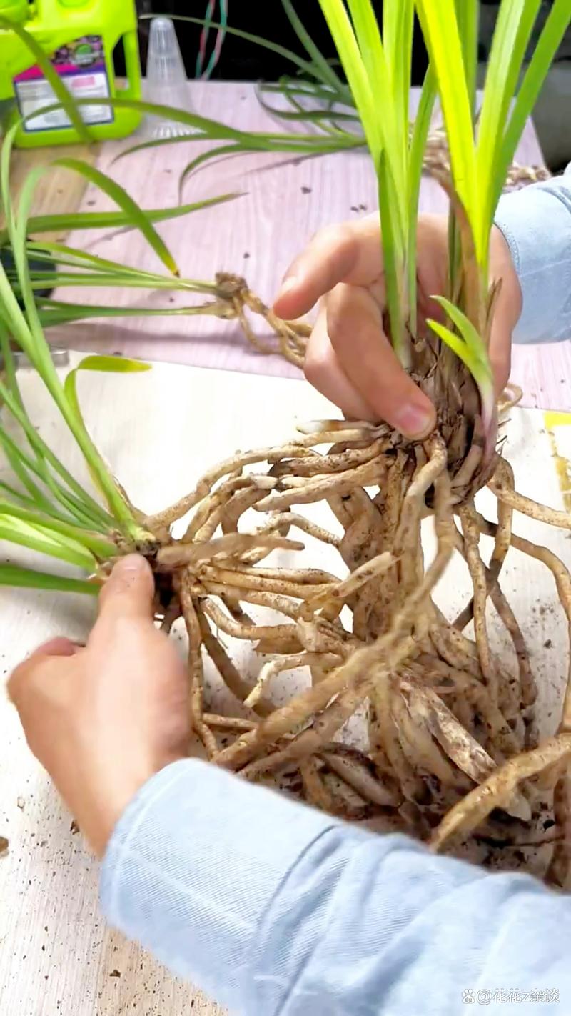 兰花什么时候换盆最好?掌握最佳时机,让兰根茁壮、花开繁盛 二、全年最佳换盆时间:春秋两季