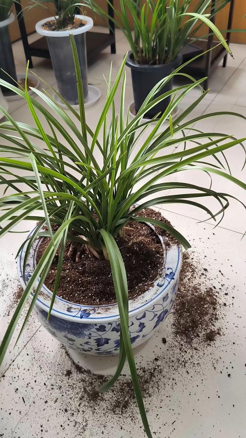 兰花什么时候换盆最好?掌握最佳时机,让兰根茁壮、花开繁盛 四、除了季节,这些信号也提醒你该换盆了