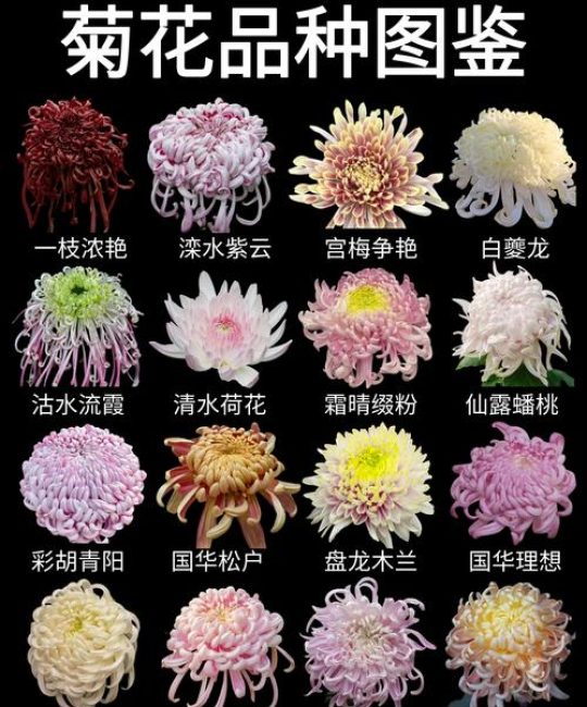菊花是代表哪个季节？——秋季代表花卉的品种特性与养护全指南