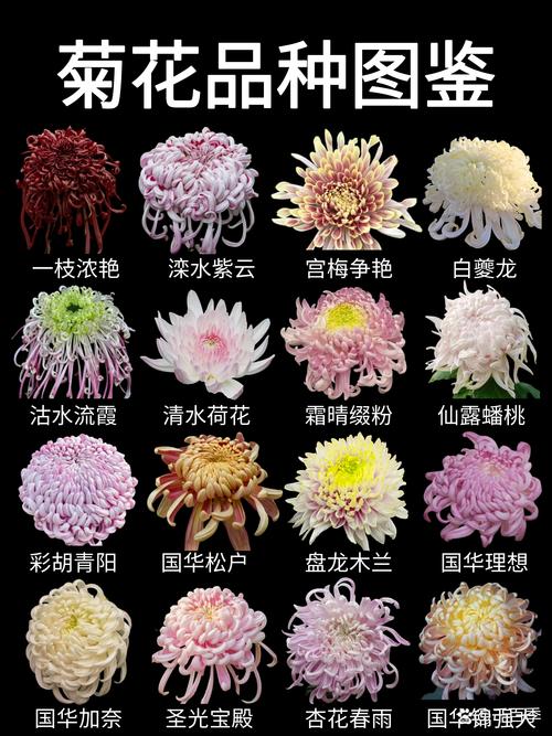 品种基础档案：菊花的核心参数