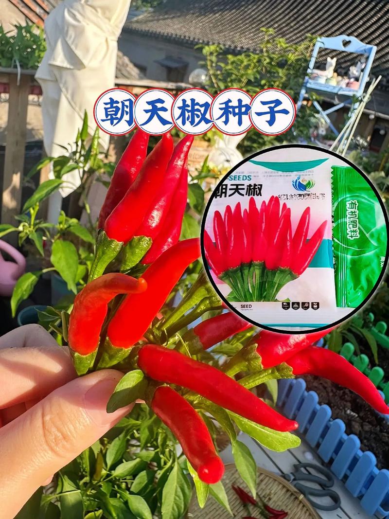 种辣椒用什么种子?园艺高手教你选对品种,收获满满! 二、根据辣度需求选种:从微辣到爆炸级