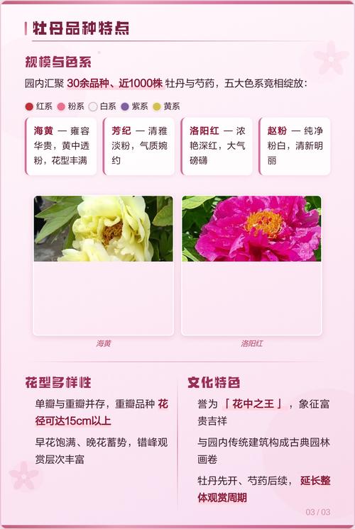 牡丹花是几月开放的?从品种到养护的完整观赏指南 盆栽与地栽选择决策