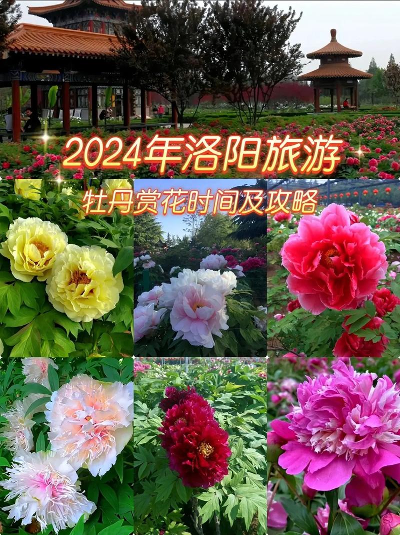 牡丹花是几月开放的?从品种到养护的完整观赏指南 修剪促花系统指导