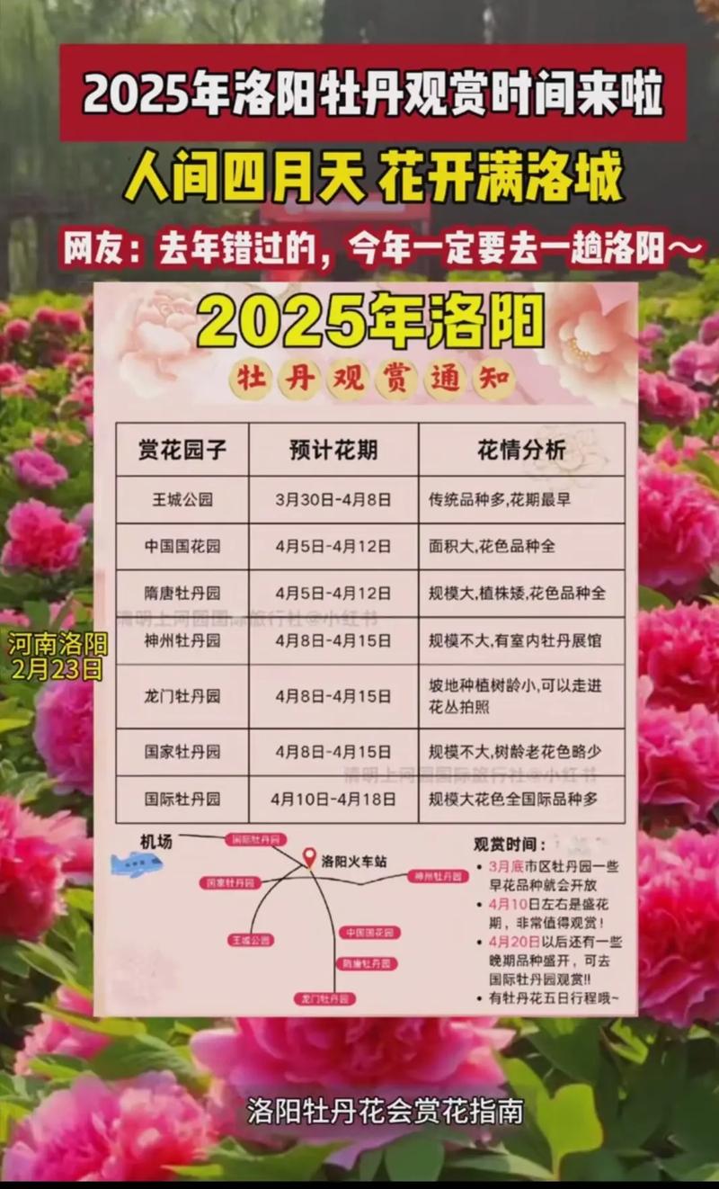 牡丹花是几月开放的?从品种到养护的完整观赏指南 常见误区与纠正