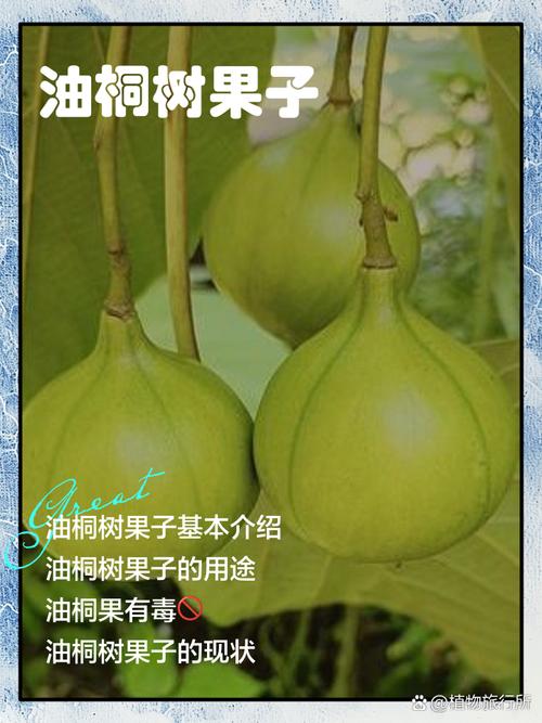 油桐树果子多少钱一斤?2025年价格快速参考 八、咨询指南:如何获得精准报价?