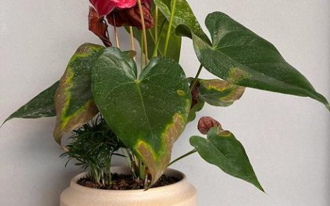 红掌花叶子发黄怎么办？四大原因排查与处理指南